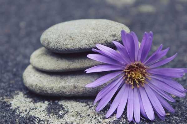 Le jardinage : une thérapie anti-stress efficace