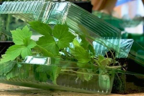 Jardinerie en ligne : faut-il acheter des plantes sur internet ?