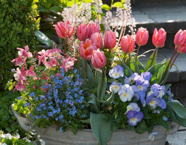 Jardinières de printemps : composez-les en septembre/octobre... remerciez-nous en mars !