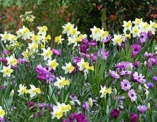 Visite au Keukenhof