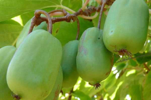 Le kiwaï : un mini kiwi mignon à croquer !