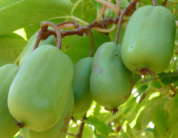 Le kiwaï : un mini kiwi mignon à croquer !