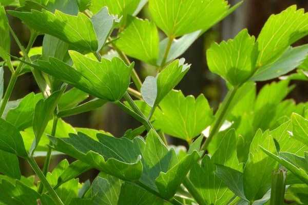 10 légumes perpétuels ou vivaces pour potager durable et autonome