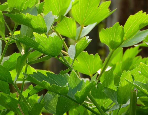 10 légumes perpétuels ou légumes vivaces pour potager durable et