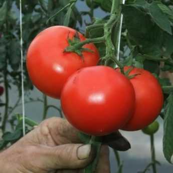 Libérez les tomates ! Choisissez votre parti...