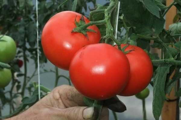 Libérez les tomates ! Choisissez votre parti...