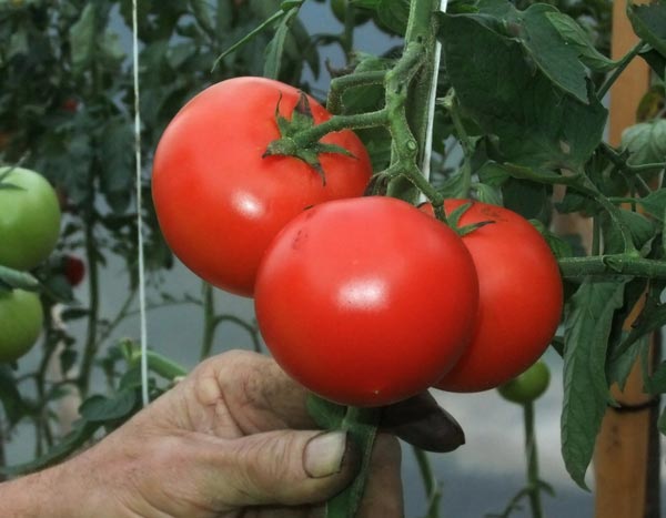 Libérez les tomates ! Choisissez votre parti...