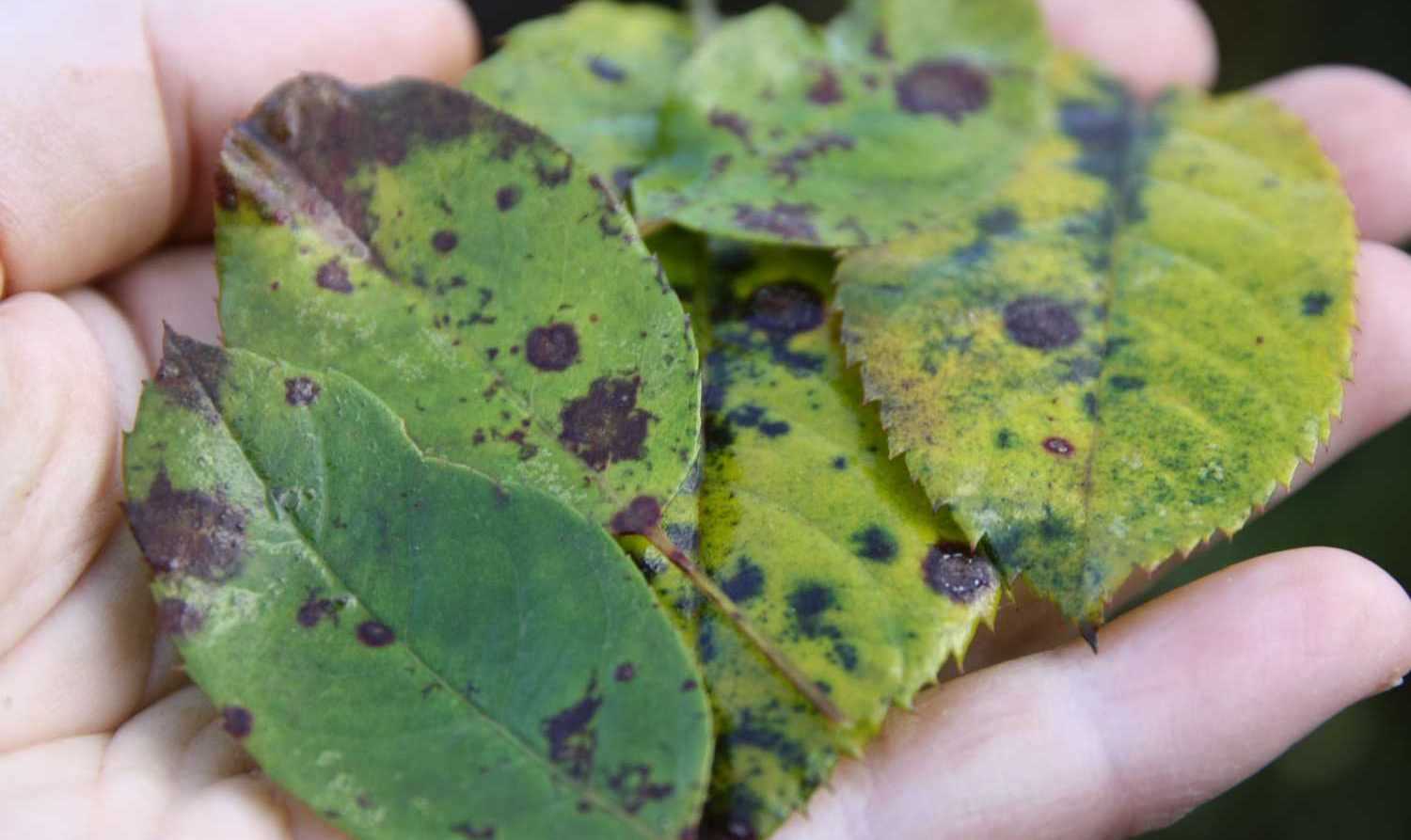 Pourquoi les feuilles des rosiers jaunissent et tombent ?