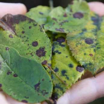 Les maladies des rosiers