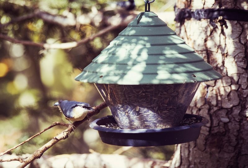 Attirer les oiseaux au jardin avec des arbres