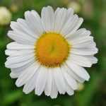 Comptons les marguerites ! Une idée sortie pour ce week-end