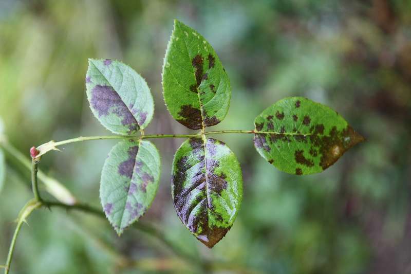 Les maladies des rosiers - Identification et traitement - Conseils