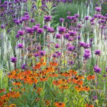 Massif de fleurs : variez et mixez les formes !