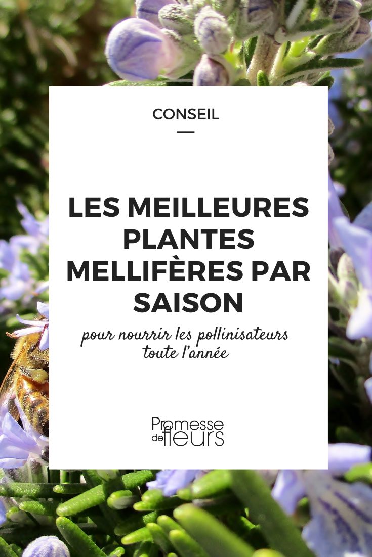 sélection de plantes mellifères pour nourrir les insectes butineurs toute l'année