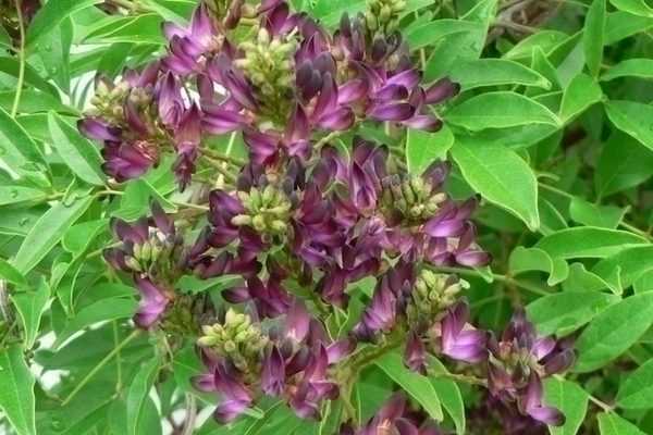 Millettia japonica 'Satsuma' : une grimpante méconnue à découvrir