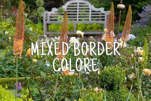 Mixed Border coloré