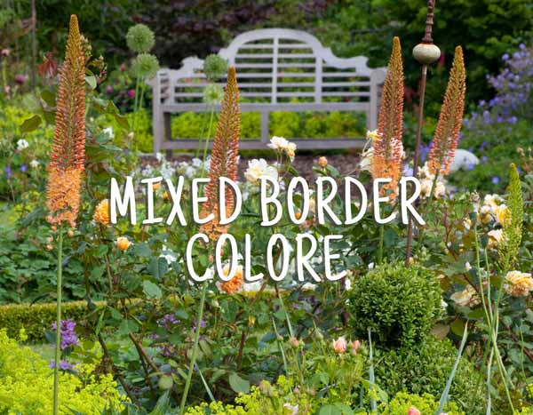 Mixed Border coloré