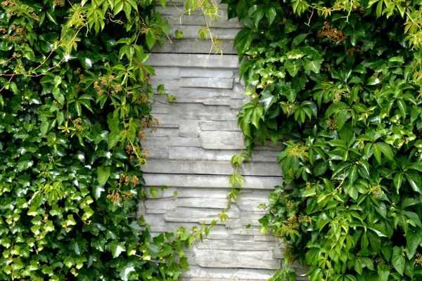 Un mur au jardin : nos idées pour l'habiller