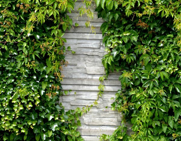 Les pièges à éviter pour réaliser un magnifique mur végétal dans sa maison  - Le Parisien