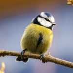 Nourrir les oiseaux du jardin en hiver