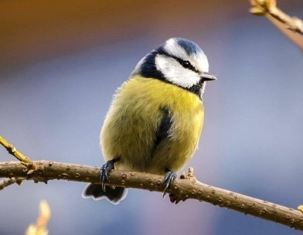 Nourrir les oiseaux du jardin en hiver