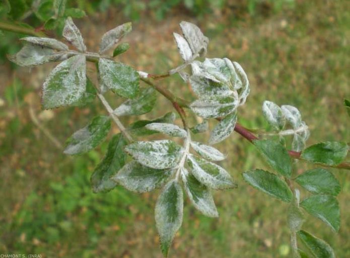 Les maladies des rosiers - Identification et traitement - Conseils