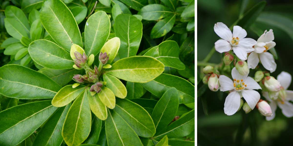 choysia - feuillages fleurs