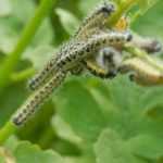 Lutter contre la Piéride du Chou, au potager bio