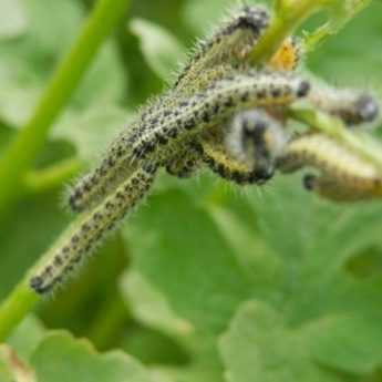 Lutter contre la Piéride du Chou, au potager bio