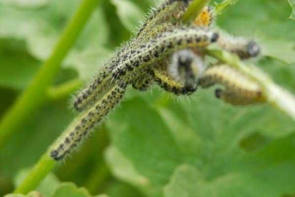 Lutter contre la Piéride du Chou, au potager bio