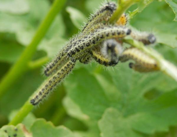 Lutter contre la Piéride du Chou, au potager bio