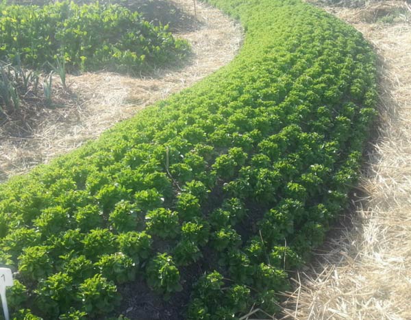 Permaculture et jardin potager, on en parle ?