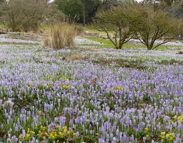 Les bulbes hâtifs, premières fleurs du printemps