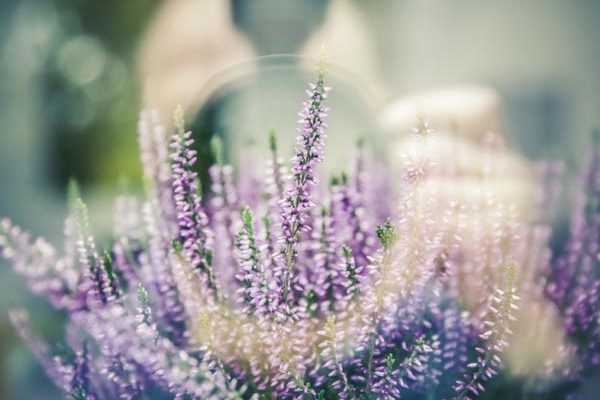 10 astuces pour rater les photos de son jardin et de ses fleurs