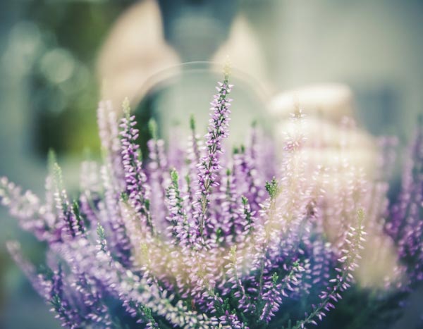 10 astuces pour rater les photos de son jardin et de ses fleurs