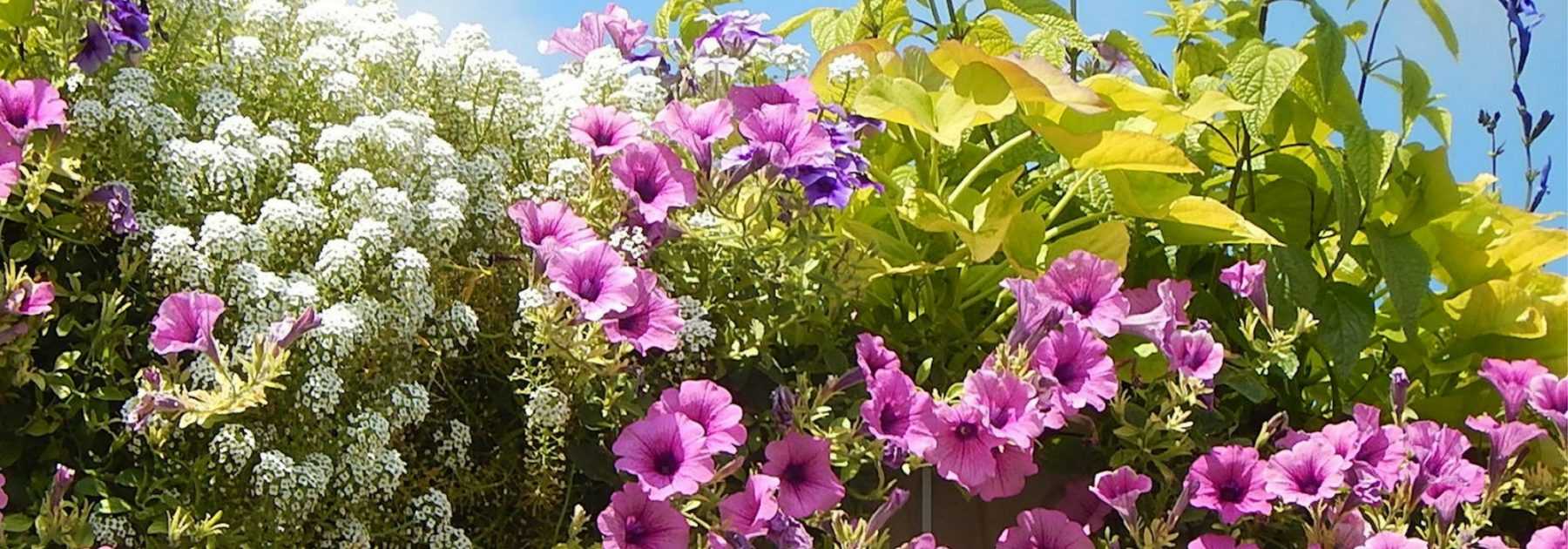 Comment planter des jardinières et suspensions avec des annuelles en minimottes ?