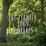 Que planter sous mes arbres ?