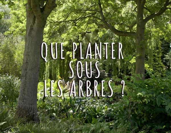 Que planter sous mes arbres ?