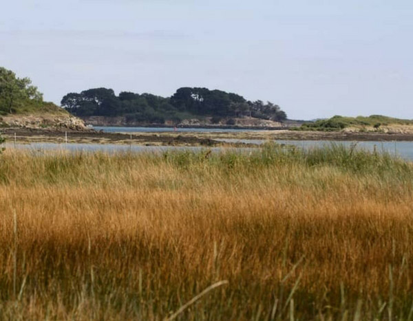 L'île aux Moines... côté plantes !