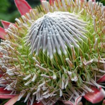 Plantes méditerranéennes : d'où viennent-elles vraiment ?