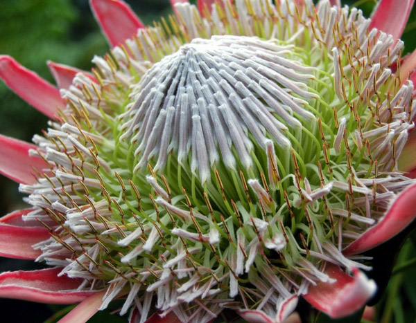 Plantes méditerranéennes : d'où viennent-elles vraiment ?