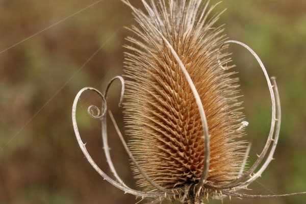 Jardin naturel, 5 plantes sauvages remarquables