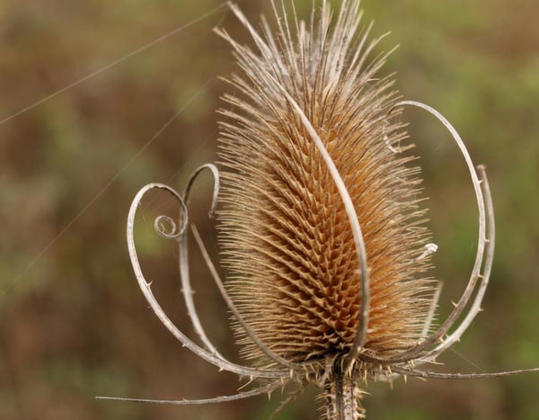 Jardin naturel, 5 plantes sauvages remarquables