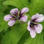 Fleurs d'été : les plus jolies espèces et variétés de mon jardin