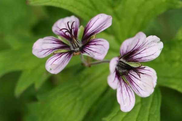 Fleurs d'été : les plus jolies espèces et variétés de mon jardin