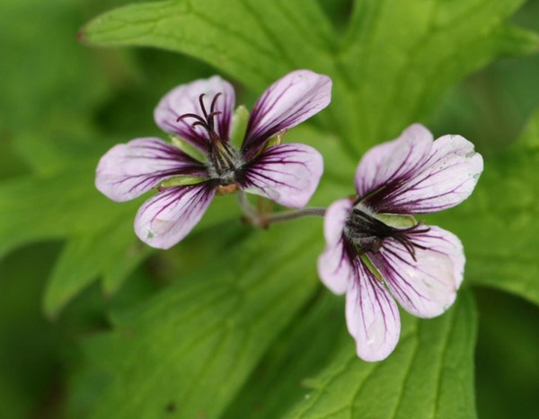 Fleurs d'été : les plus jolies espèces et variétés de mon jardin