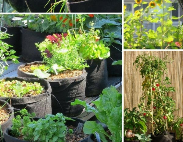 Potager en ville, l'affaire est dans le sac !