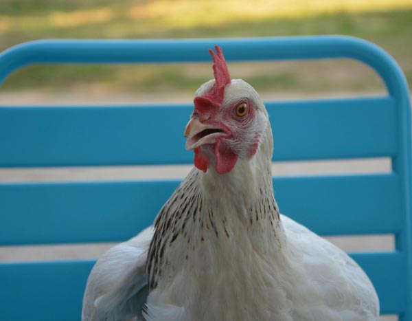 Des poules au jardin, que planter dans l'enclos ?