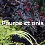 Inspiration Pourpre et Anis