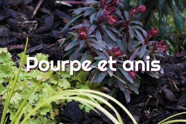 Inspiration Pourpre et Anis